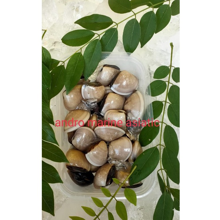 

kerang kepa/tahu frozen @500gr