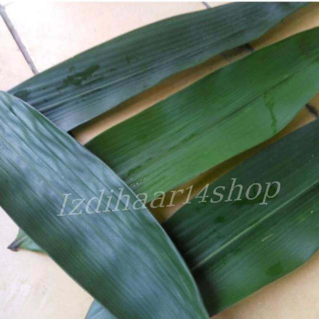 

Daun Bambu Segar Lebar / Bungkus Bacang / BISA COD