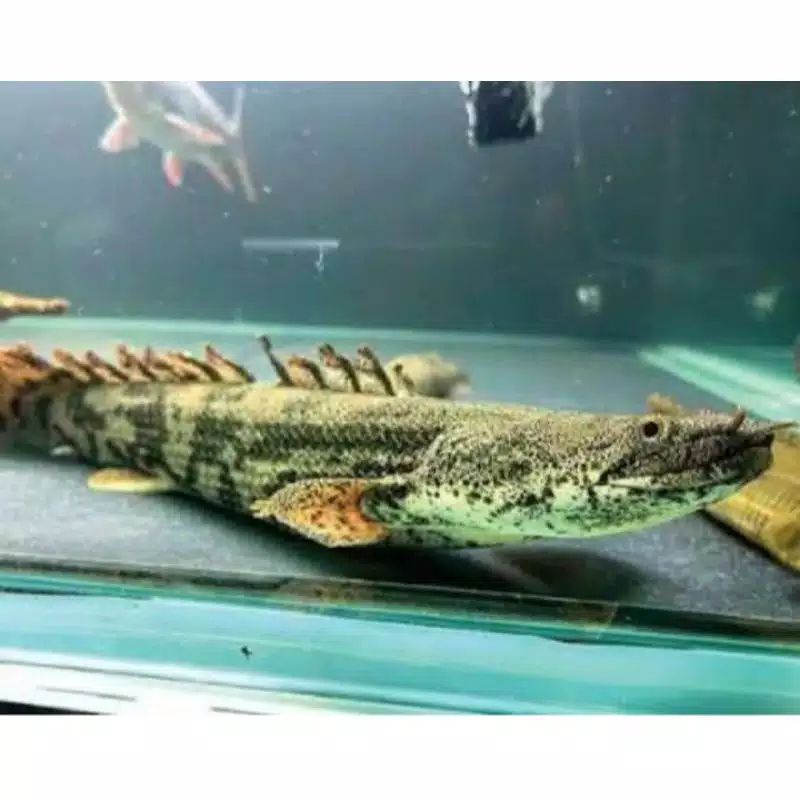 

Ikan Palmas Endlicheri