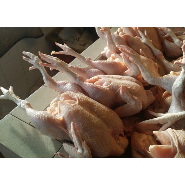 

Ayam Broiler