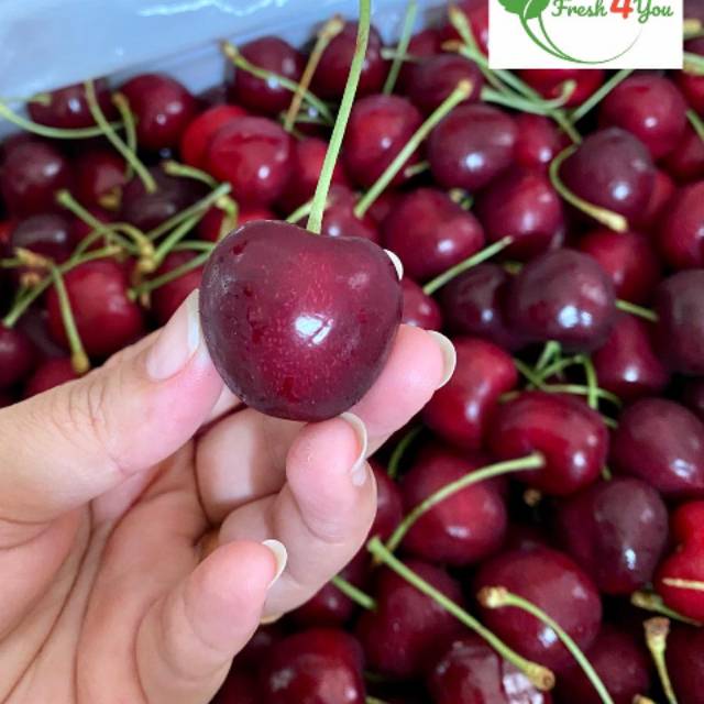 CHERRY TASMANIAN AUSTRALIA