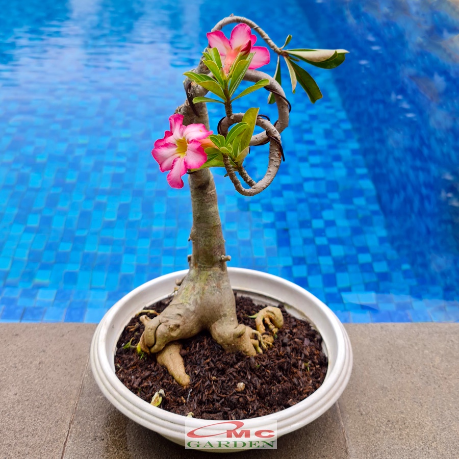 Tanaman Hias Bonsai Adenium Arabicum Obesum Kamboja Jepang B-KJ-015