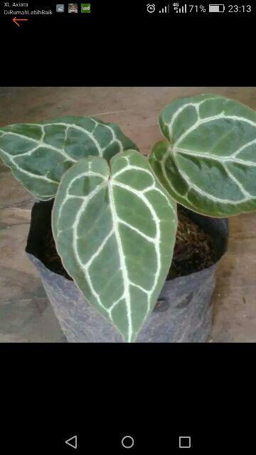 Tanaman Hias Bibit Kuping Gajah - Kuping Gajah