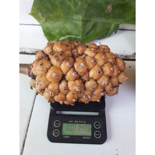 Jual Asam Cekala / Buah Kecombrang 1kg | Shopee Indonesia