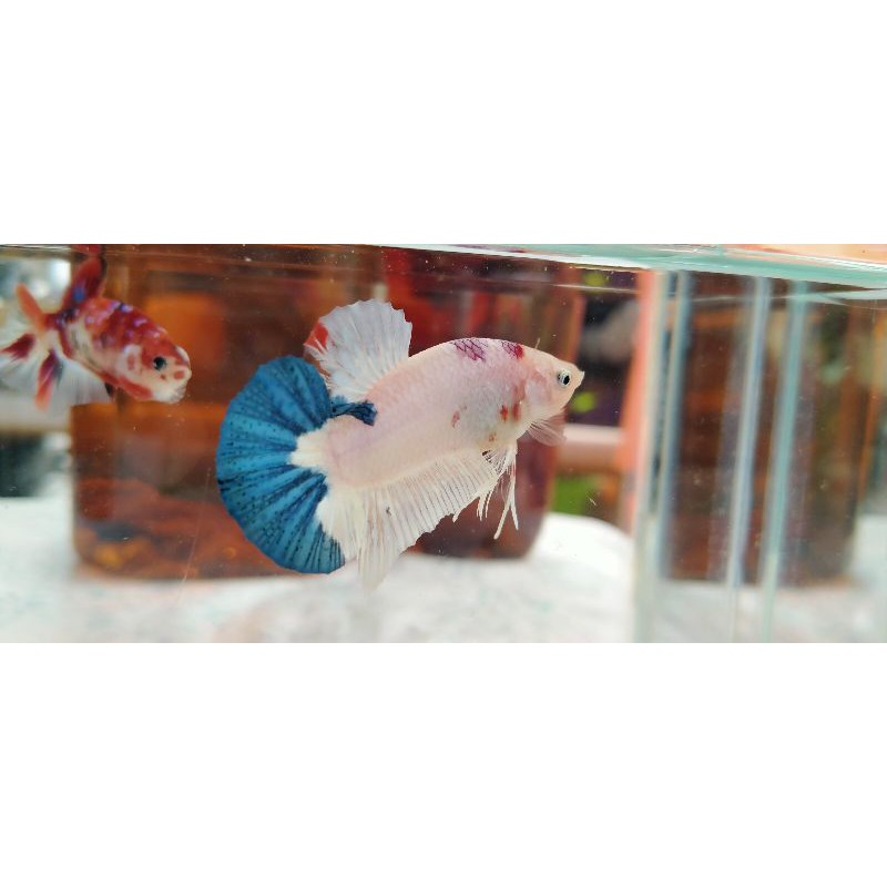 cupang hias plakat blue