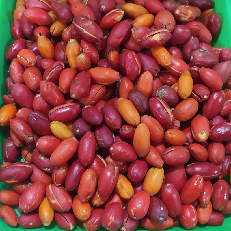 

kulit tangkil/kulit melinjo fres n segar 1kg