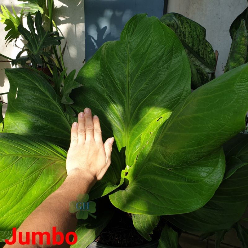 Tanaman Hias Anthurium Jemani King Cobra Jenmanii Cobra Asli - Jumbo