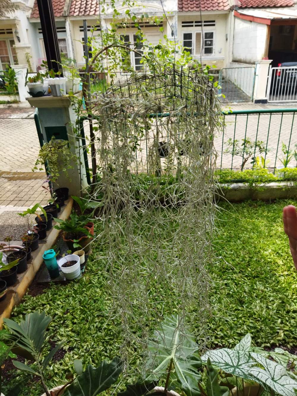 Tilandsia Atau Jenggot Musa Atau Jenggot Dewa 40 Cm