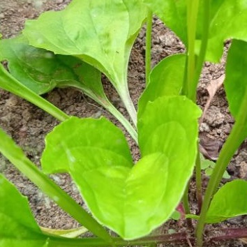 

Jual daun Kiurat segar per 250 gram