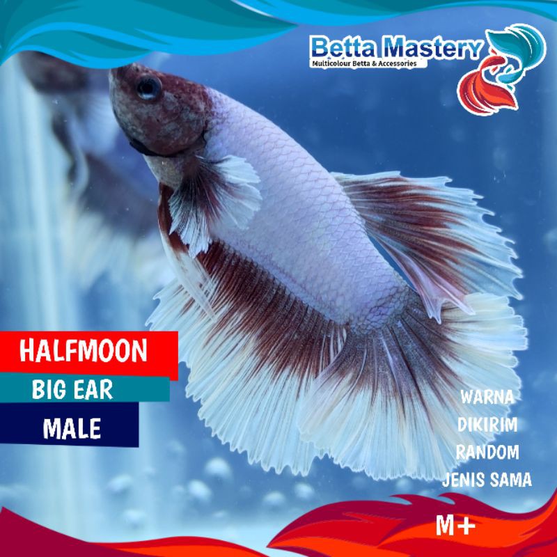 IKAN CUPANG HALFMOON JANTAN BIG EAR LAVENDER SIZE M++ BETTA FISH HALF MOON HIAS AQUARIUM SOLITARE