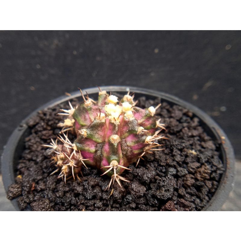 kaktus gymno t-luk ownroot
