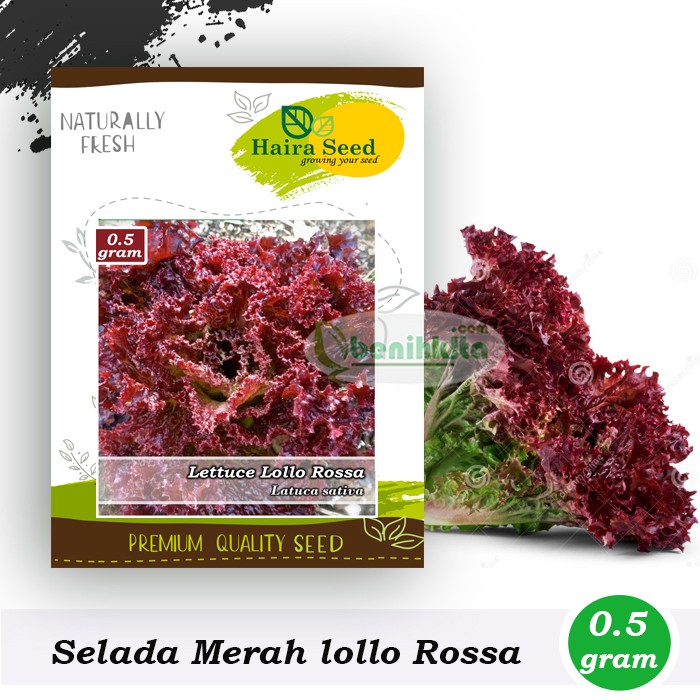 Benih-Bibit Selada Keriting Merah Lollo Rossa (Haira Seed)