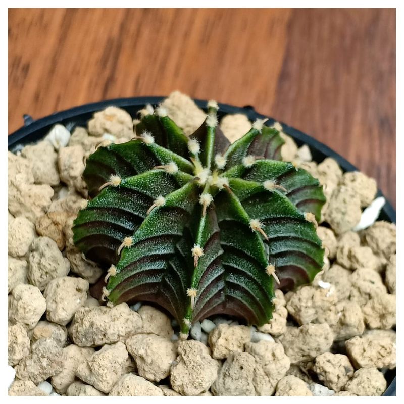 kaktus mini ownroot gymnocalycium lb 2178 original dari biji tanaman hias.