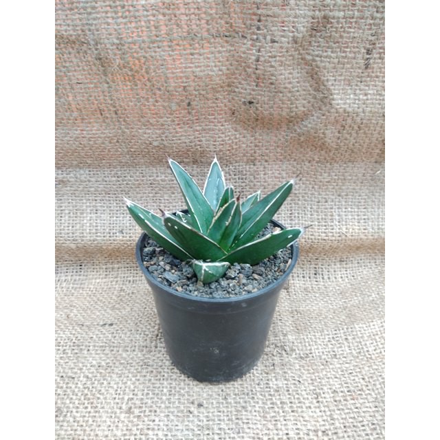 Tanaman Hias Agave Victoria Reginae Compacta