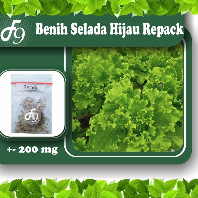 Benih Selada Bibit Selada Hijau Keriting Murah Repack Seribuan