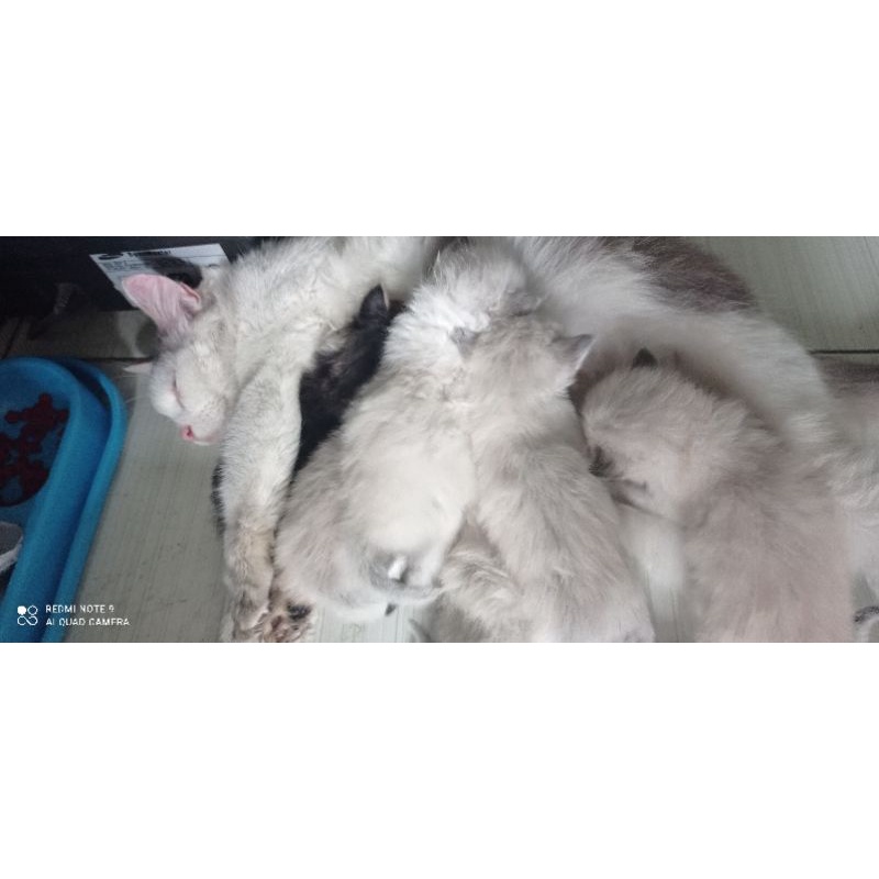 adopsi kucing adult himalaya persia