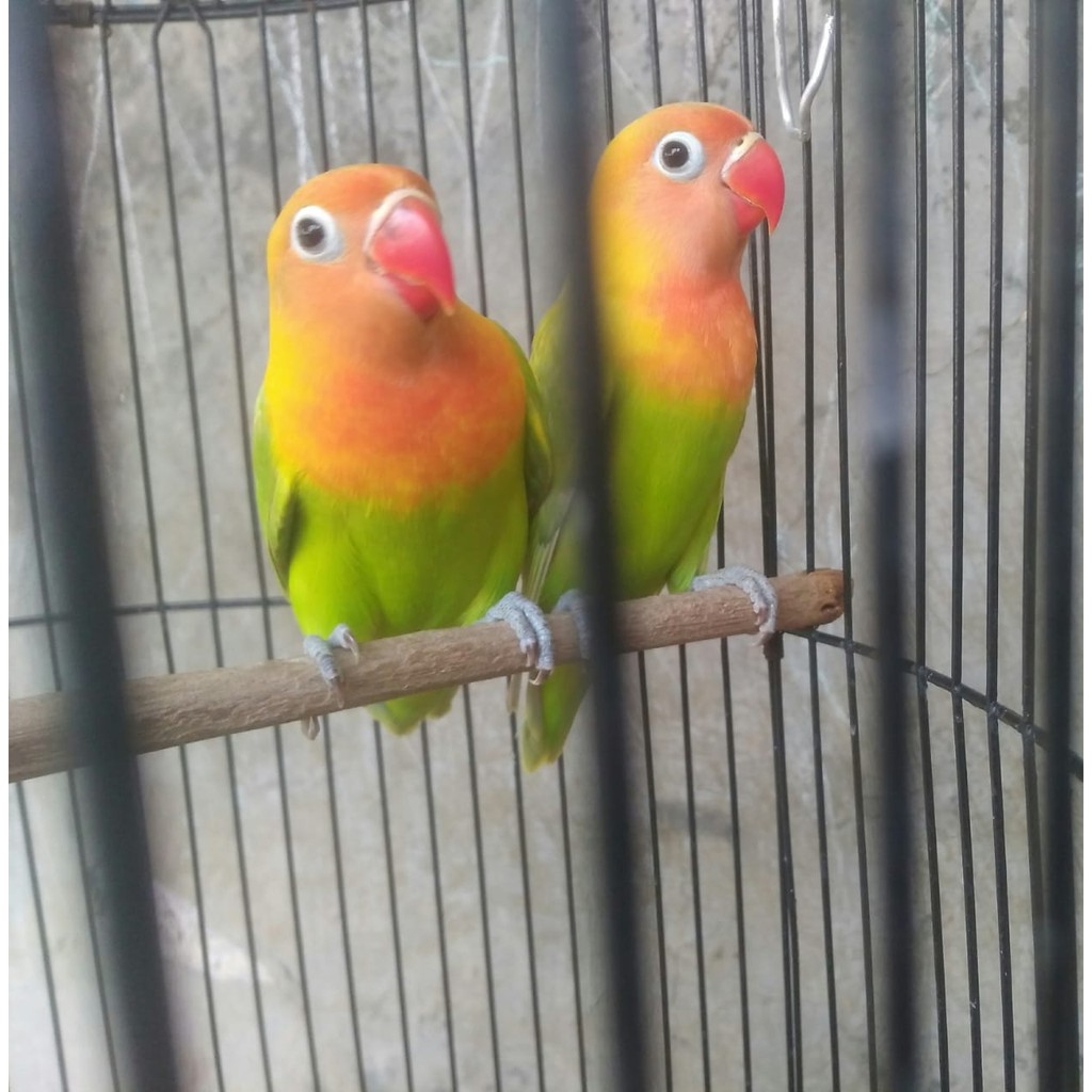 Burung Lovebird Lb Pasjo Pastel Hijau Lolohan Ternakan Shopee