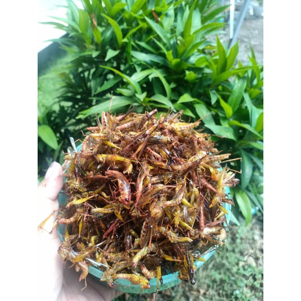 

Belalang Goreng Kriuk Toples Warna