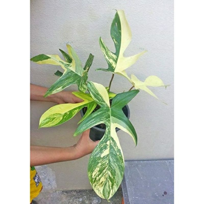 promo bonggol Philodendron florida Varigata