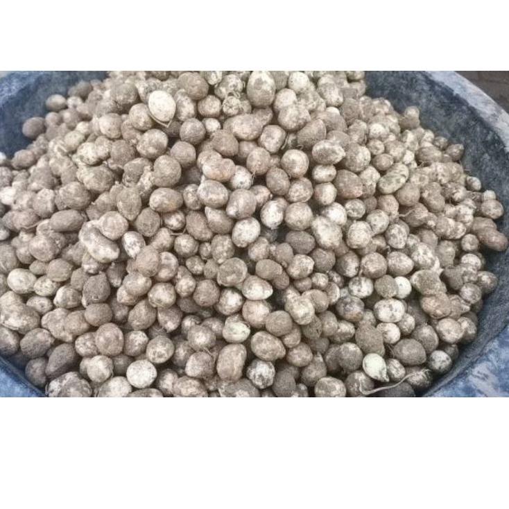 

『TERMURAH』 Kacang Polong Bogor Tua Mentah