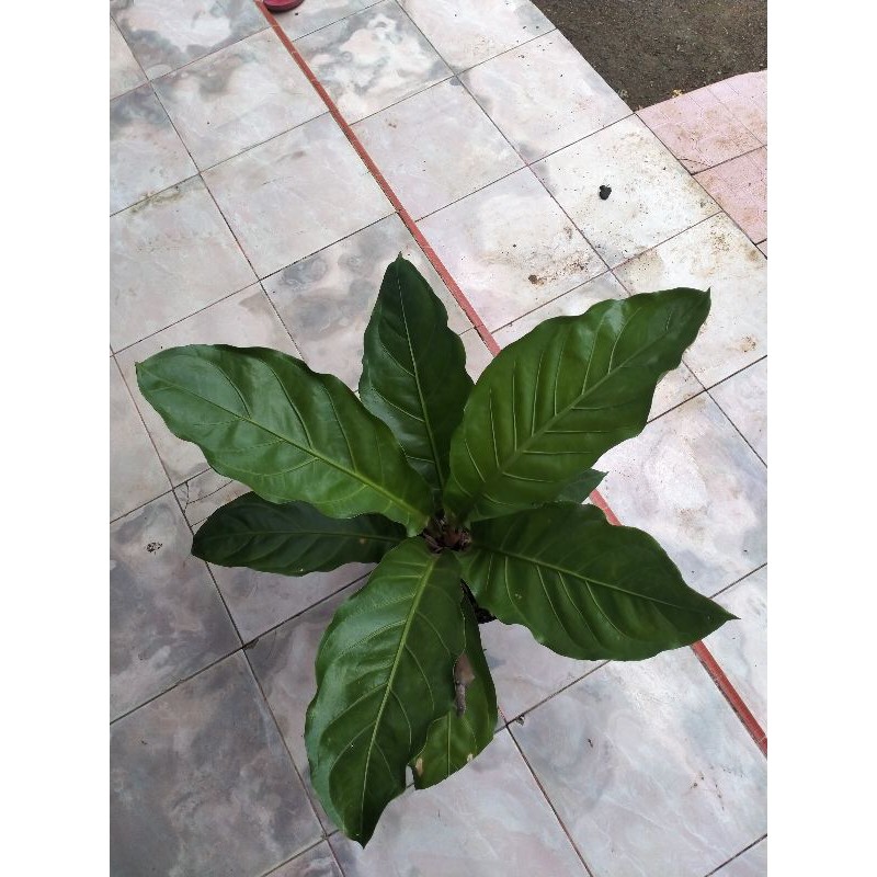 anthorium hokeri garuda