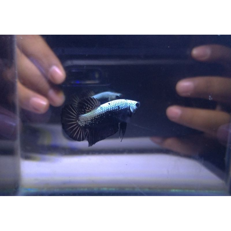 Ikan cupang black samurai (betta black samurai)