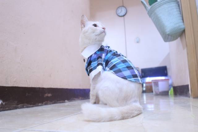 Tuxedo tanpa dasi motif kotak-kotak biru untuk kucing dan anjing / baju kucing murah size S M L XL