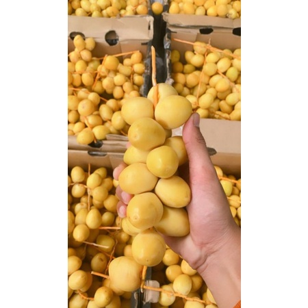 

KURMA MUDA PROMIL DAN DIET| FRESH 1 Kg Bukan Frozen