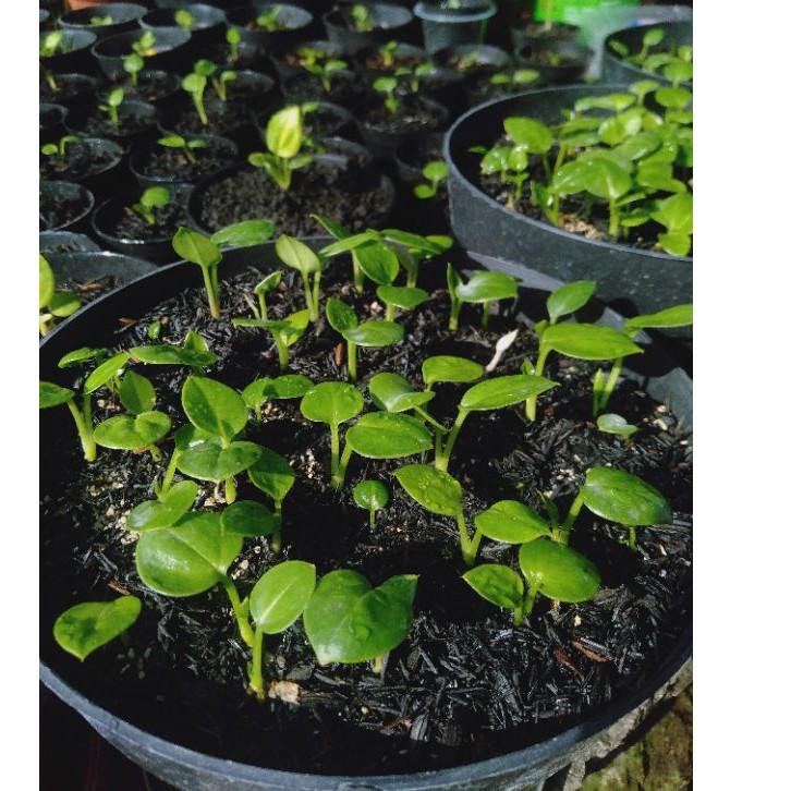 《packingaman》 bibit tanaman hias anturium jemani cobra dan eka