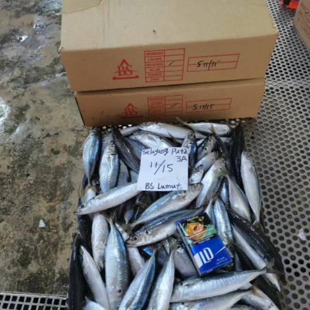 

Ikan laut segar