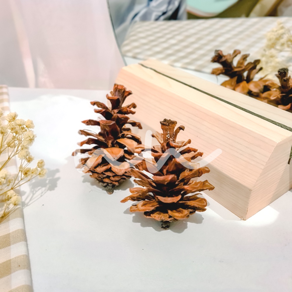 Jual Bunga Pinus Biji Pinus Pine Cone Dekorasi Rustic Dried Flower Pinecones Bunga Kering Craft 3497