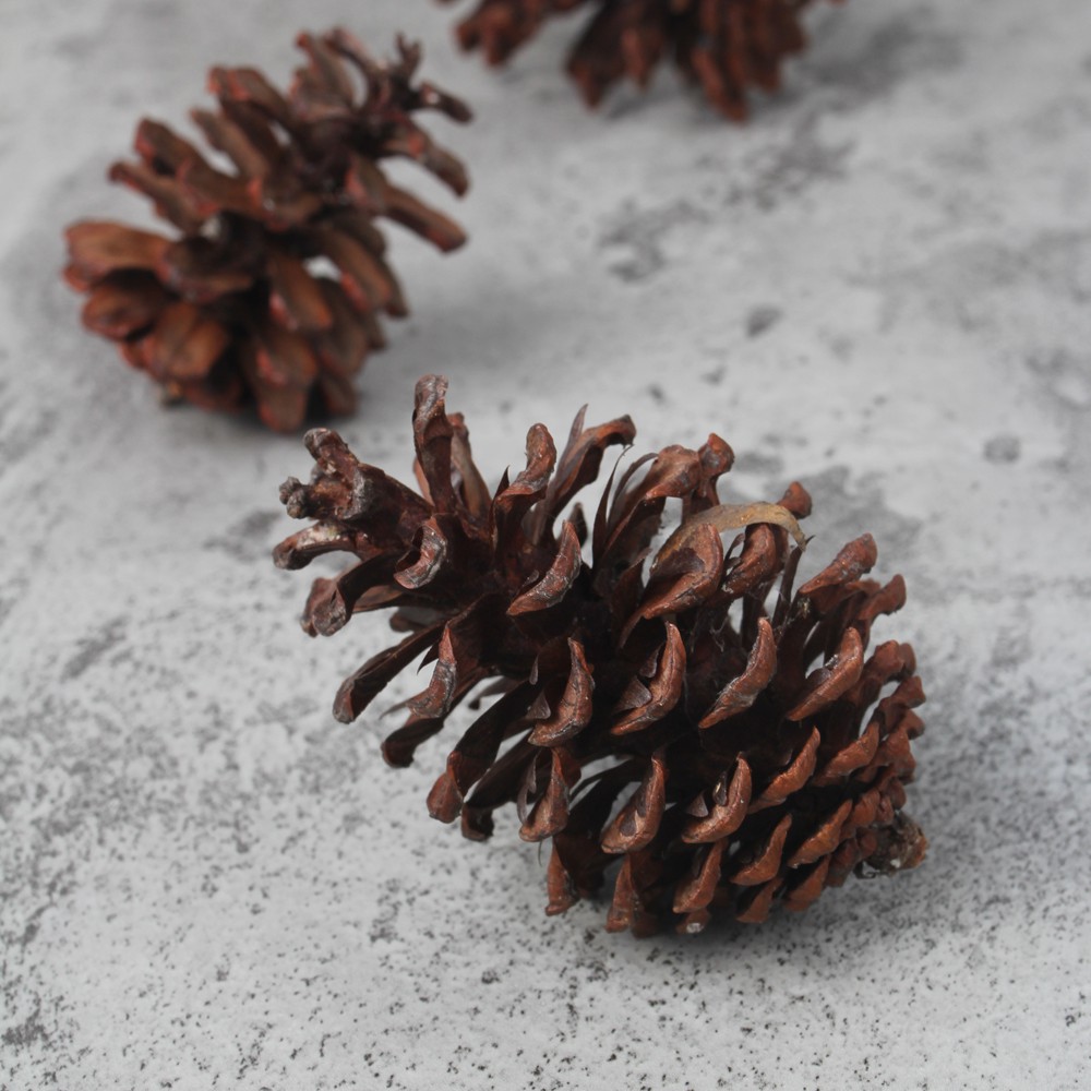 Pine Cone Biji Pinus  Kering Buah Pinus  Properti Foto 