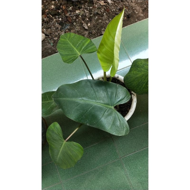 philodendron burle Marx