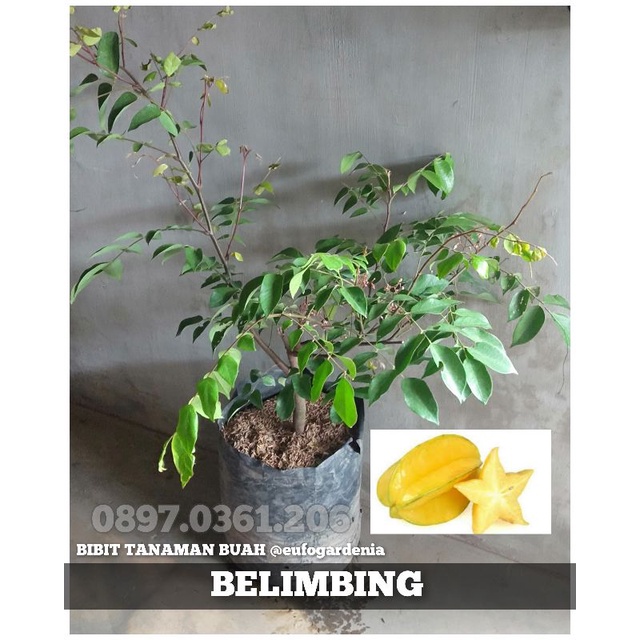 BIBIT TANAMAN BUAH DALAM POT (Tabulampot) BELIMBING