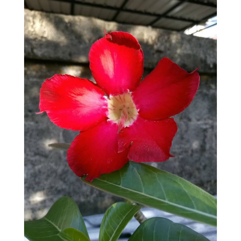 Adenium Bunga Merah / Kamboja Jepang Bunga Merah