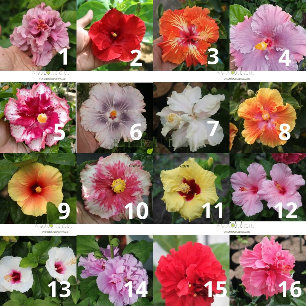 Tanaman Bunga Hibiscus Okulasi Tumpuk Import/ Bunga Sepatu Okulasi Warna Cantik