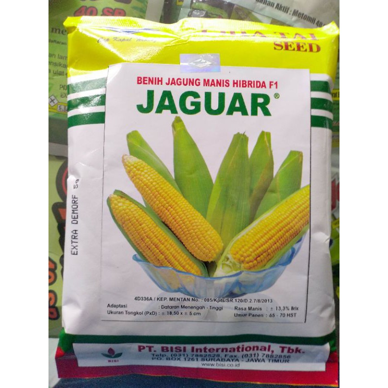 Benih jagung manis hibrida Jaguar