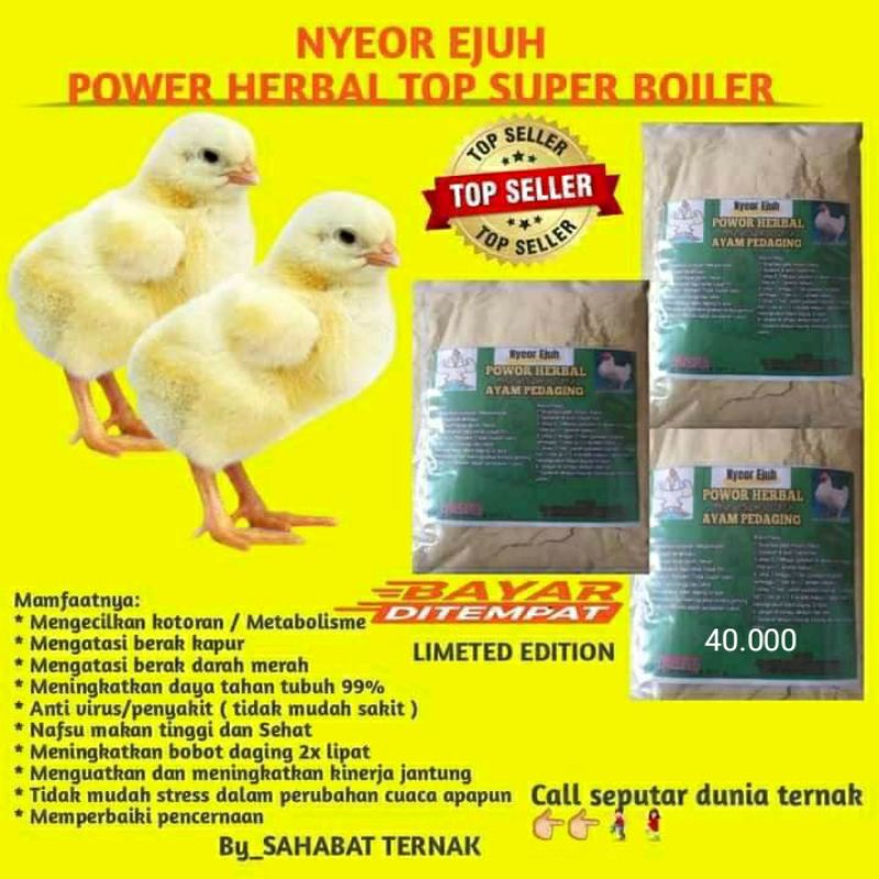 

minum herbal ayam broiler