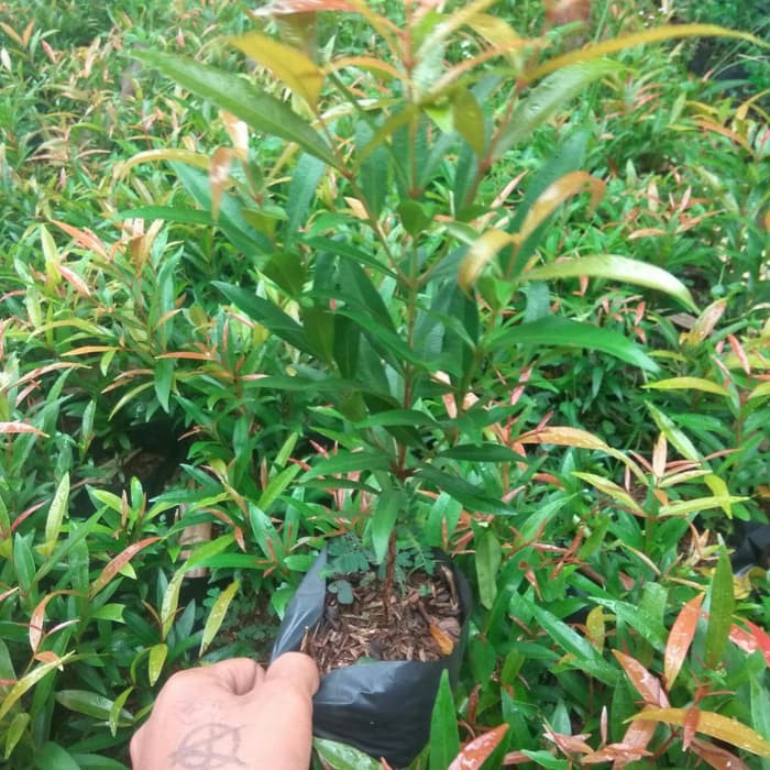 tanaman hias pucuk merah - bibit - biji - pucuk merah