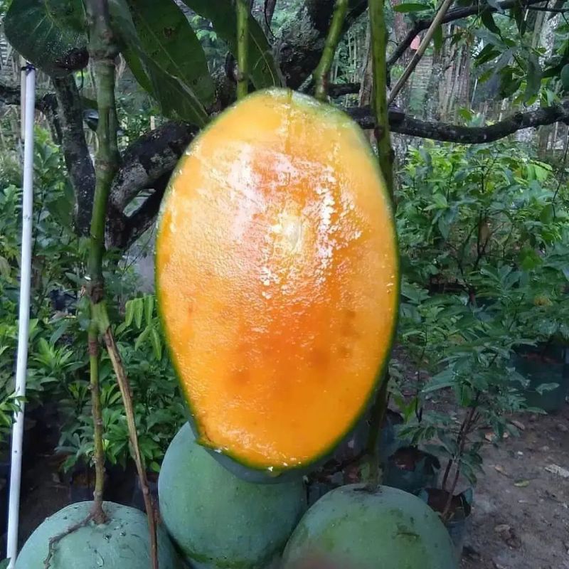 Bibit Mangga Harumanis / Gadung Super Laris