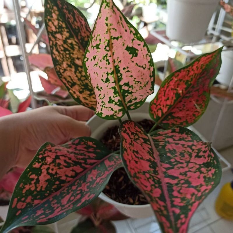 AGLONEMA RUBY COMPAKTA