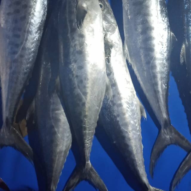 

Ikan tinggirri 120 dpt 5 ekor