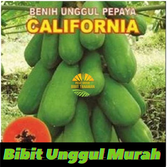 Asli! Bibit pepayaa import Terlaris