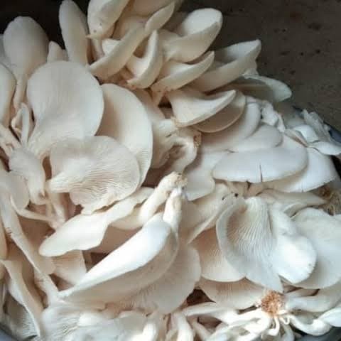 

jamur tiram 250 gram