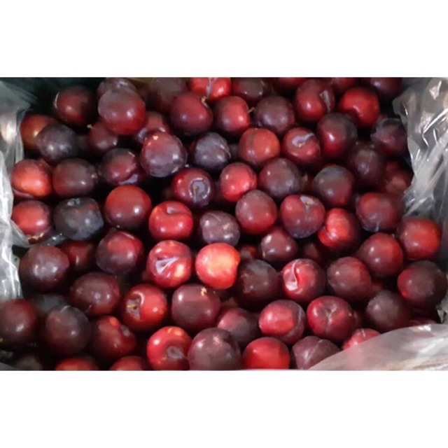 

PLUM AUSTRALIA 10.5KG