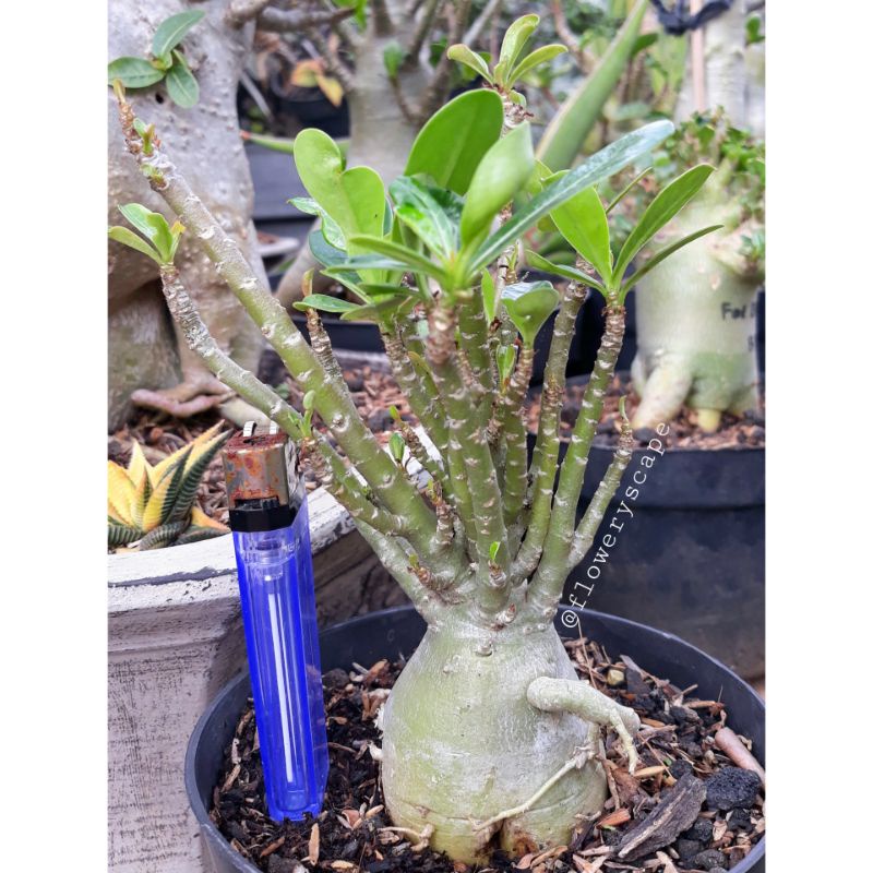 adenium cabser / adenium cabang seribu