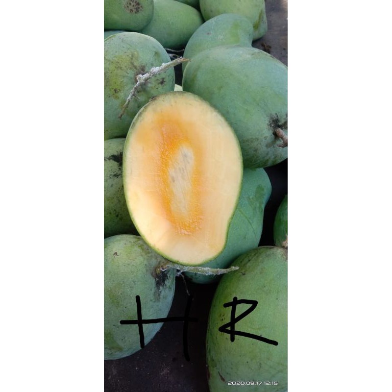 

mangga harum manis