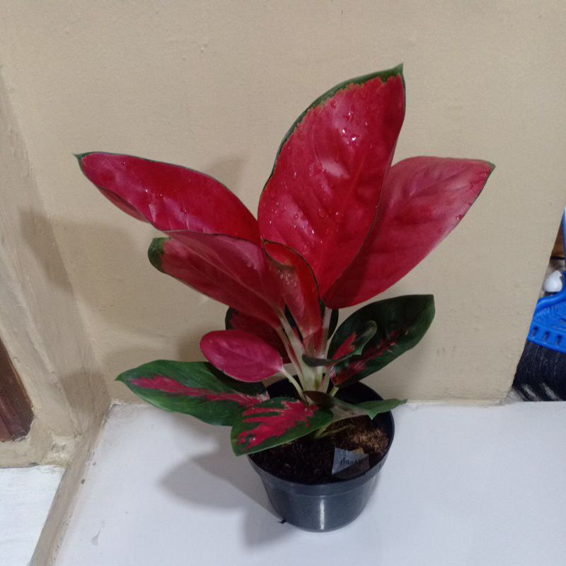 Aglonema suksom indukan