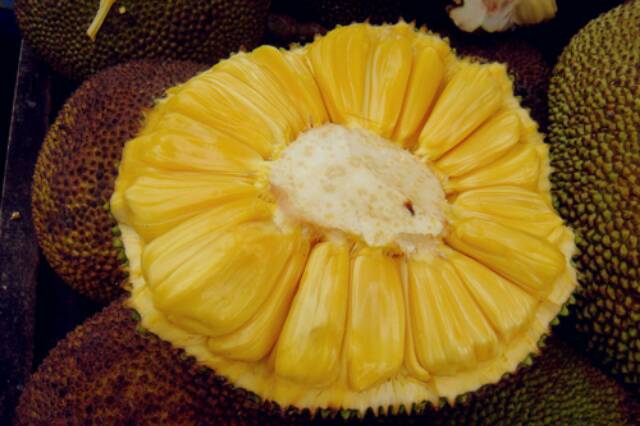 Bibit Nangka Jumbo Kandel/Tanaman Nangka Kandel Jumbo