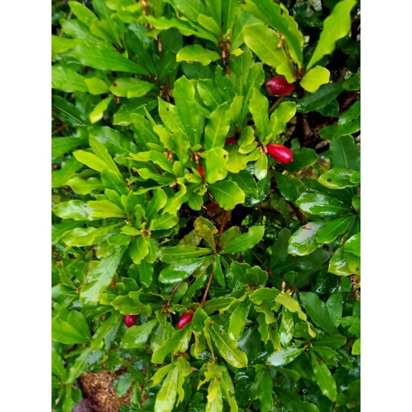 Induk Miracle Fruit sudah Berrbuah 1m / tanaman Miracle Fruit murah / Buah ajaib